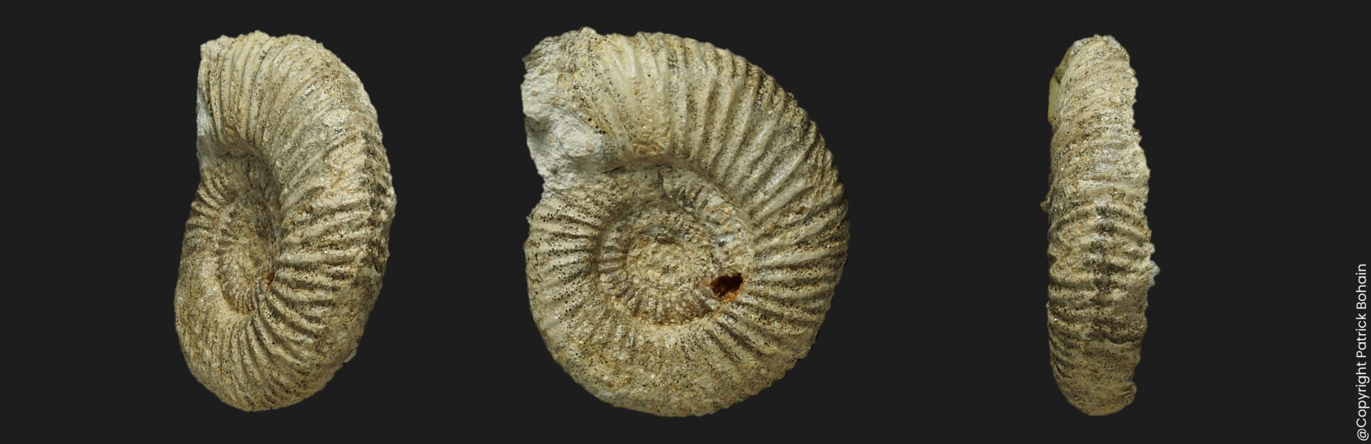 Planisphinctes incognitus Bathonien inférieur Vendée ammonite fossile