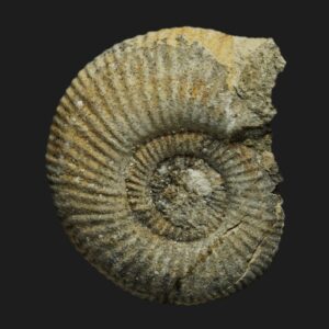 Planisphinctes (Planisphinctes) phaulomorphus Bathonien inférieur Vendée ammonite fossile