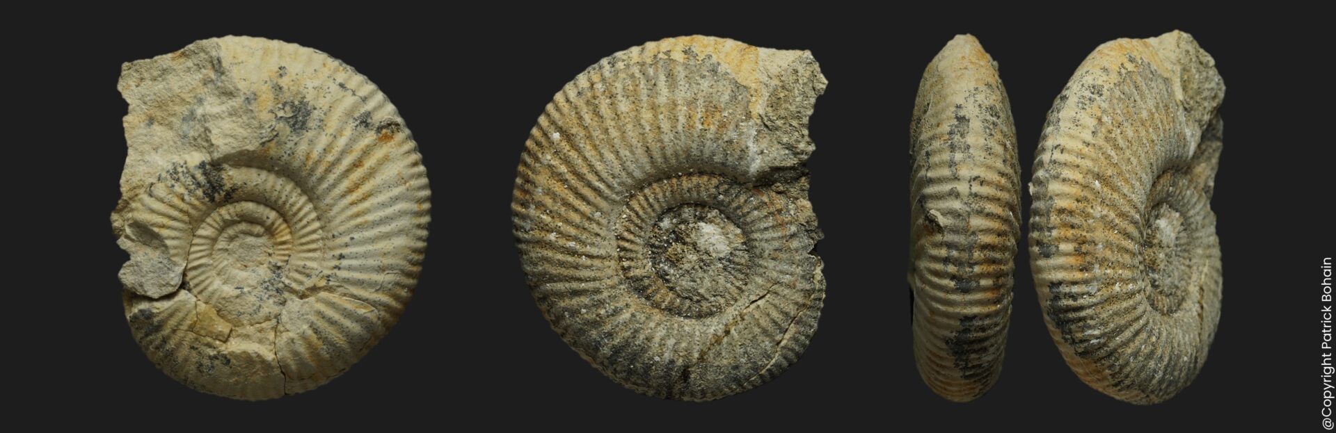 Planisphinctes (Planisphinctes) phaulomorphus Bathonien inférieur Vendée ammonite fossile