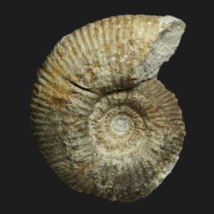 Planisphinctes (Planisphinctes) phaulomorphus Bathonien basal Vendée ammonite fossile