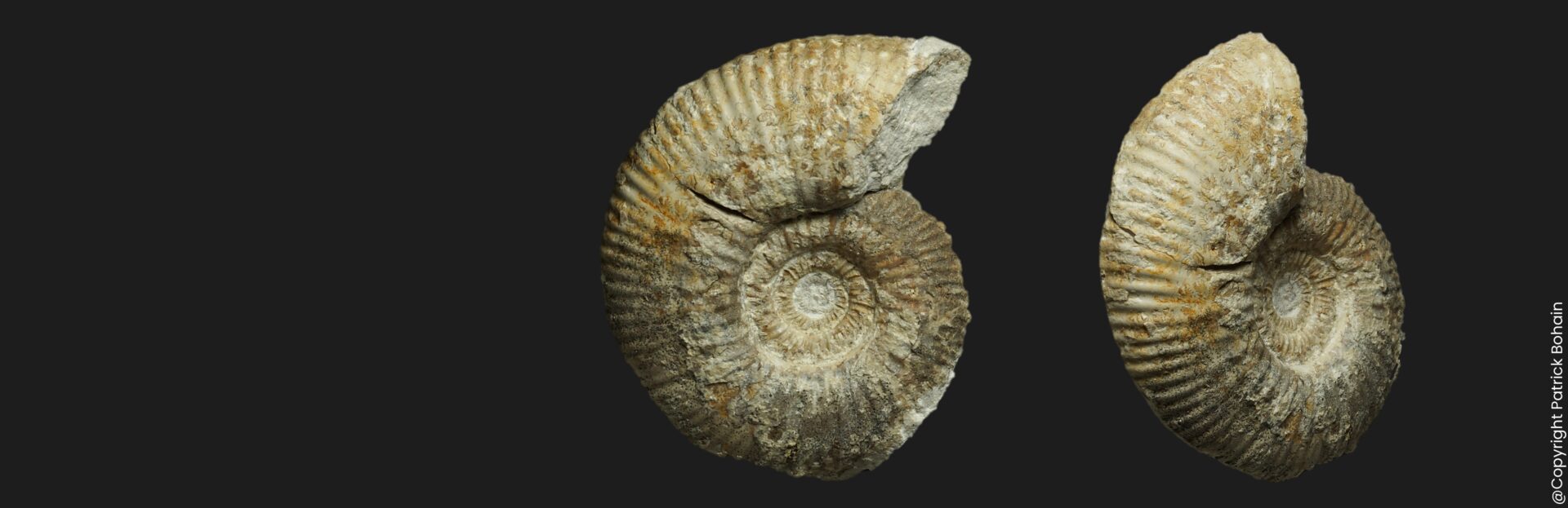 Planisphinctes (Planisphinctes) phaulomorphus Bathonien basal Vendée ammonite fossile