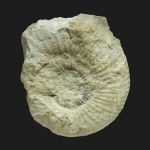 Planisphinctes (Planisphinctes) phaulomorphus Bathonien inférieur Vendée ammonite fossile