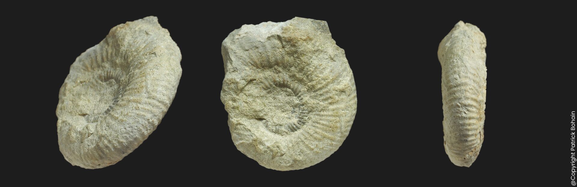 Planisphinctes (Planisphinctes) phaulomorphus Bathonien inférieur Vendée ammonite fossile
