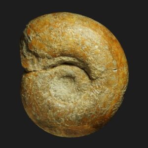 Procerites fullonicus Bathonien inférieur de la Vendée ammonite fossile