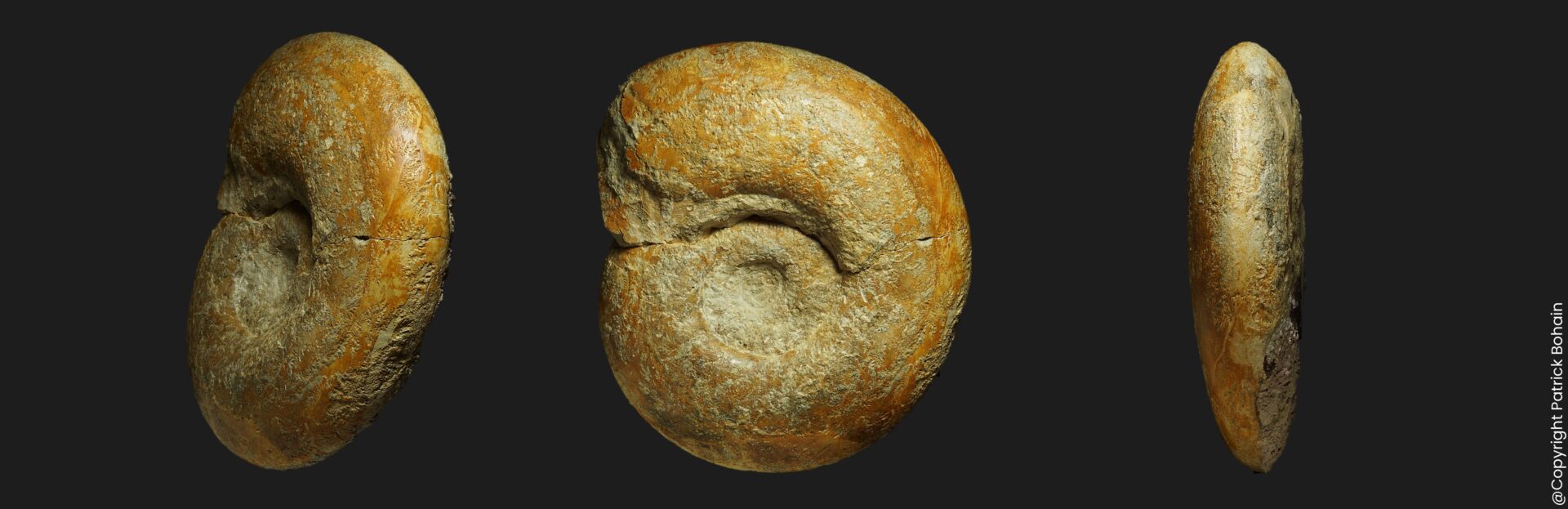 Procerites fullonicus Bathonien inférieur de la Vendée ammonite fossile