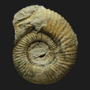 Procerites (Siemiradzkia) lochenensis Bathonien inférieur Vendée ammonite fossile