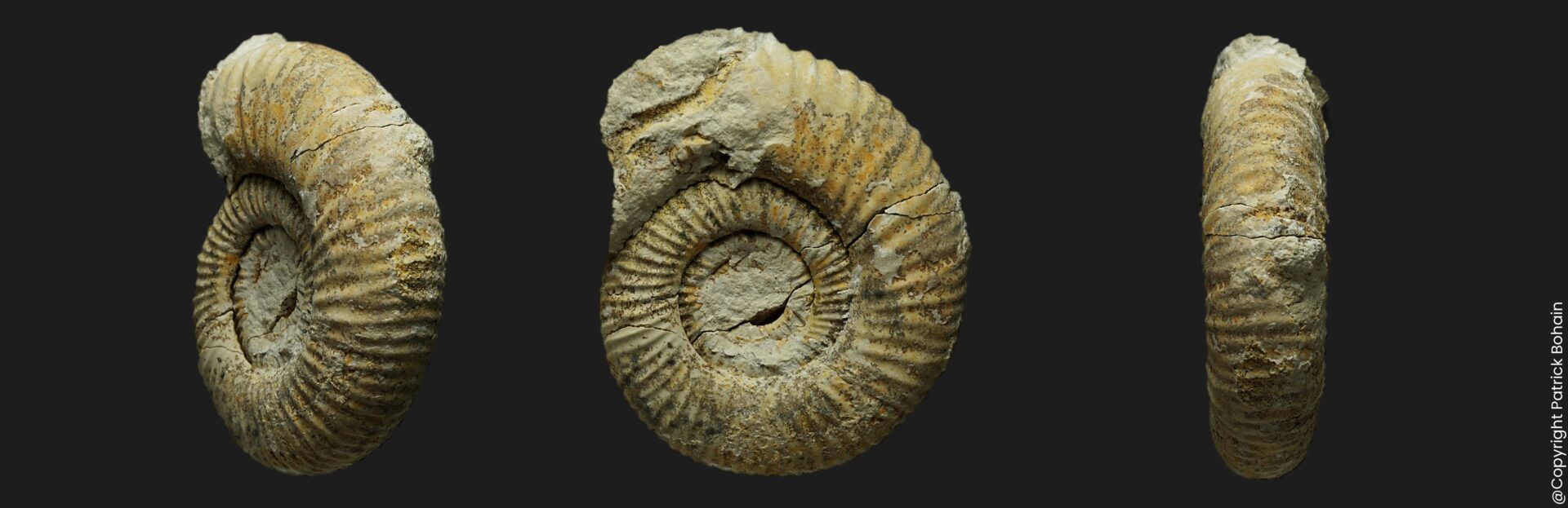 Procerites (Siemiradzkia) lochenensis Bathonien inférieur Vendée ammonite fossile