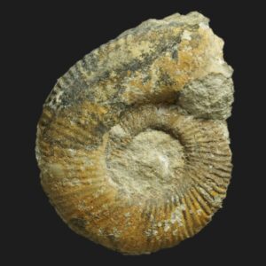 Procerites (Siemiradzkia) procerus Bathonien inférieur Vendée ammonite fossile
