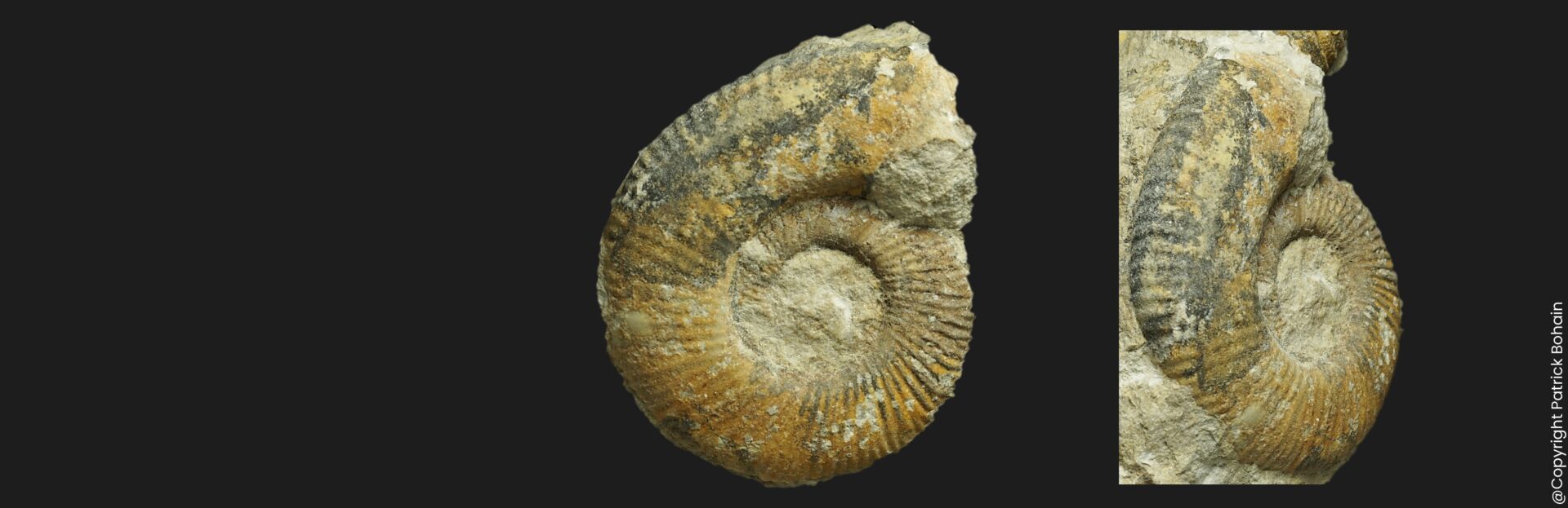 Procerites (Siemiradzkia) procerus Bathonien inférieur Vendée ammonite fossile