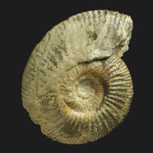 Protozigzagiceras cf. tethycum Bathonien inférieur Vendée ammonite fossile