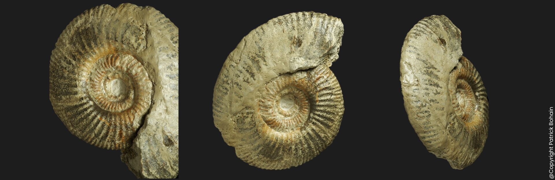 Protozigzagiceras cf. tethycum Bathonien inférieur Vendée ammonite fossile