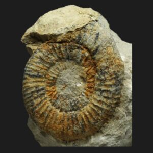 Dactylioceras (Eodactylites) peloritanum Toarcien inférieur Vendée ammonite fossile