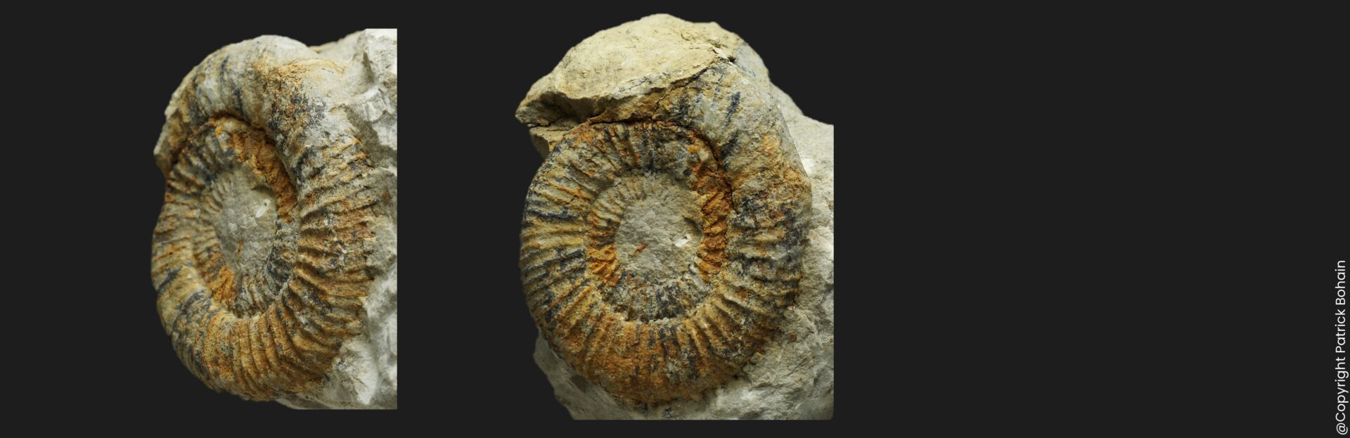 Dactylioceras (Eodactylites) peloritanum Toarcien inférieur Vendée ammonite fossile
