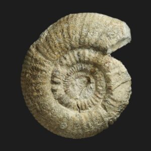 Choffatia (Subgrossouvria) cf. richei de la zone à Morrisi du Bathonien moyen de la Vendée ammonite fossile