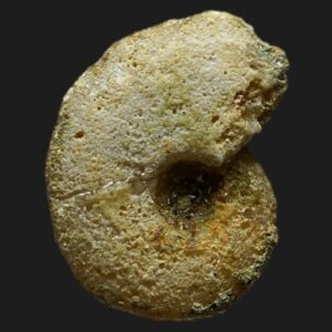 Lissoceras psilodiscus du Bathonien inférieur de la Vendée ammonite fossile