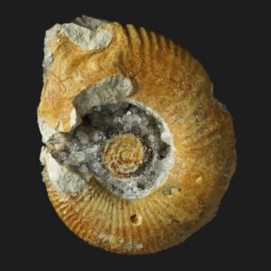 Procerites (Siemiradzkia) sp. de la zone à Tenuiplicatus du Bathonien inférieur de la Vendée ammonite fossile