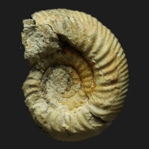 Protozigzagiceras densum de la sous-zone à Convergens terminale du Bathonien inférieur de la Vendée ammonite fossile