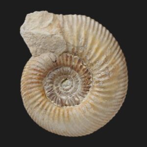 Protozigzagiceras tethycum de la sous zone à Convergens supérieure de la Vendée ammonite fossile