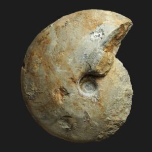 Oxycerites prahecquensis de la zone à Gracilis du Callovien inférieur de la Vendée ammonite fossile
