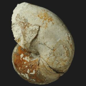 Antaganides erycinus nautile fossile du Bajocien supérieur de la Vendée