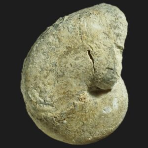 Antaganides erecynus nautile fossile de la zone à Garantiana de la Vendée
