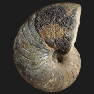 Arariceras araris nautile fossile de la sous-zone à Luridum du Pliensbachien inférieur de la Vendée