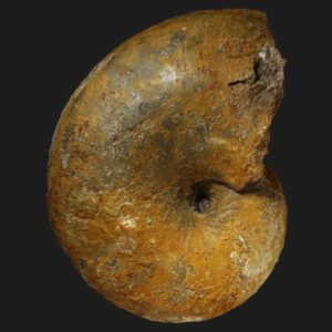 Arariceras araris nautile fossile complet avec son pseudo-test de la zone à Davoei du Pliensbachien inférieur de la Vendée