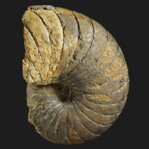 Arariceras araris variété angustum Nautile fossile de la sous-zone à Luridum du Pliensbachien inférieur de la Vendée
