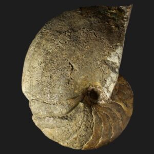 Arariceras pseudosimillimus nautile fossile holotype de la sous-zone à Luridum du Pliensbachien inférieur de la Vendée