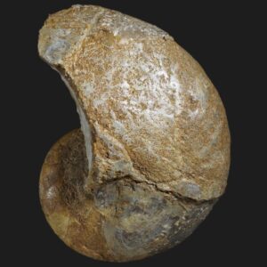 Arariceras simillimus nautile fossile de la zone à Margaritatus du Pliensbachien supérieur de la Vendée
