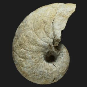 Cenoceras adneticus nautile fossile de la zone à Jamesoni du Pliensbachien inférieur de la Vendée