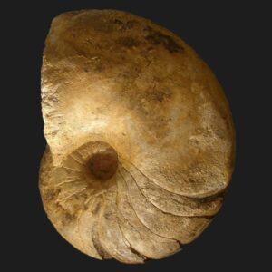 Cenoceras adneticus nautile fossile de la zone à Jamesoni du Pliensbachien inférieur de la Vendée