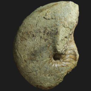 Cenoceras arariformis nautile fossile de la sous-zone à Stokesi du Pliensbachien supérieur de la Vendée
