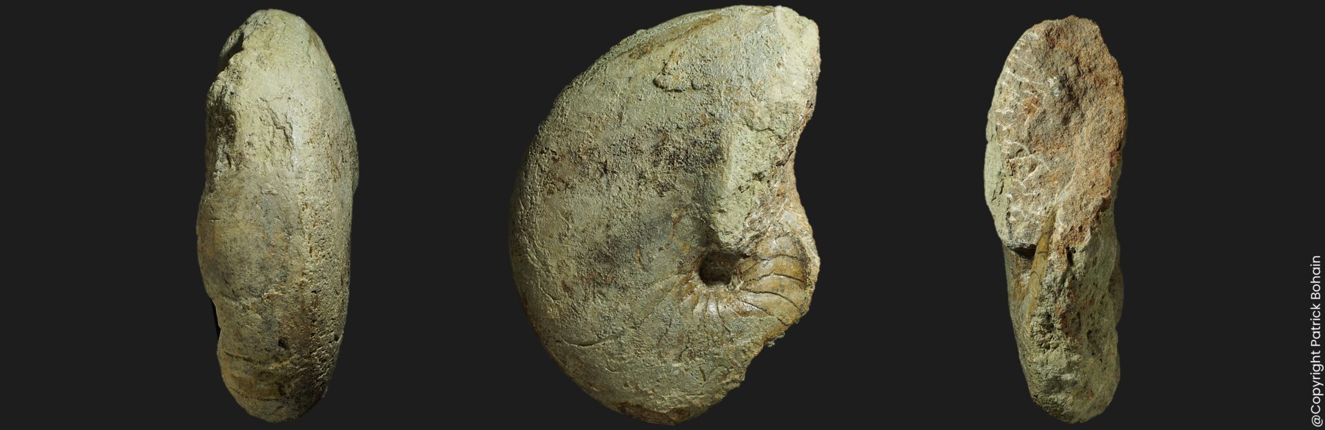Cenoceras arariformis nautile fossile de la sous-zone à Stokesi du Pliensbachien supérieur de la Vendée