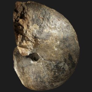Cenoceras arariformis nautile fossile de la zone à Davoei du Pliensbachien inférieur de la Vendée