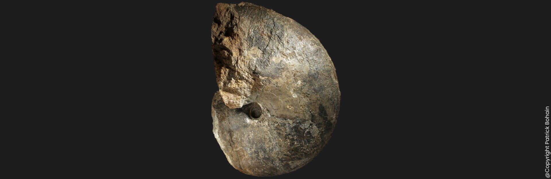 Cenoceras arariformis nautile fossile de la zone à Davoei du Pliensbachien inférieur de la Vendée