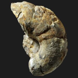Cenoceras austriacus nautile fossile de la zone à Jamesoni du Pliensbachien inférieur de la Vendée