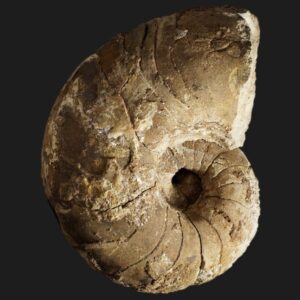 Cenoceras austriacus nautile fossile de la zone à Jamesoni du Pliensbachien inférieur de la Vendée