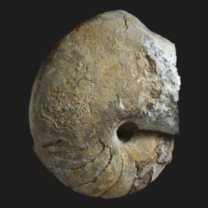 Fischericeras fischeranus nautile fossile de la sous-zone à Hawskerense du Pliensbachien supérieur de la Vendée
