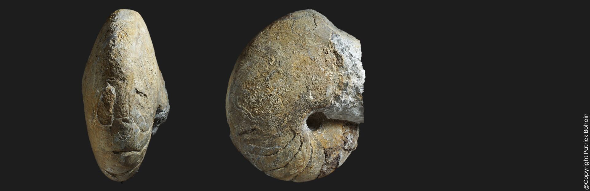 Fischericeras fischeranus nautile fossile de la sous-zone à Hawskerense du Pliensbachien supérieur de la Vendée