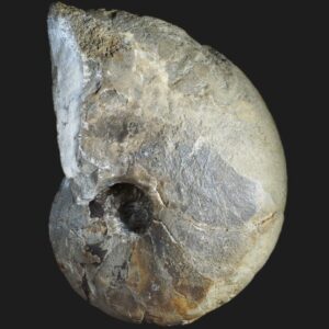 Fischericeras royi nautile fossile holotype de la zone à Spinatum du Pliensbachien supérieur de la Vendée