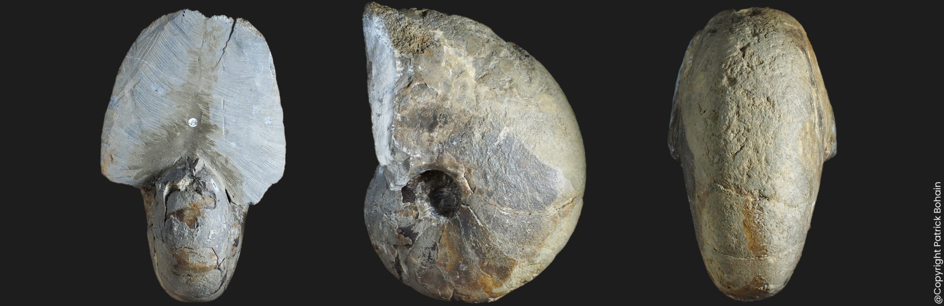 Fischericeras royi nautile fossile holotype de la zone à Spinatum du Pliensbachien supérieur de la Vendée