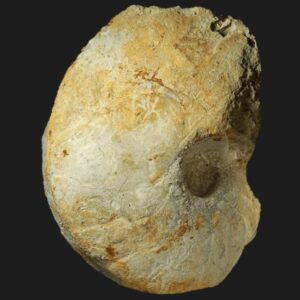 Paracenoceras sp. nautile fossile de la zone à Lamberti du Callovien supérieur de la Vendée
