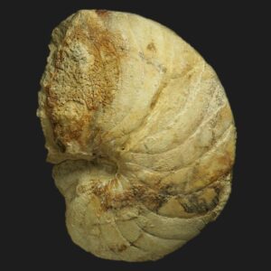 Pictonautilus verciacensis nautile fossile du Callovien inférieur de la Vendée