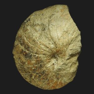 Pictonautilus verciacensis nautile fossile de la zone à Bullatus de la Vendée