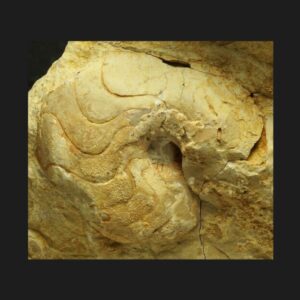 Pseudaganides aganiticus nautile fossile de l'Oxfordien supérieur de la Vendée