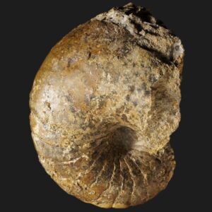 Sciauiceras pseudotruncatus nautile fossile de la zone à Ibex du Pliensbachien inférieur de la Vendée