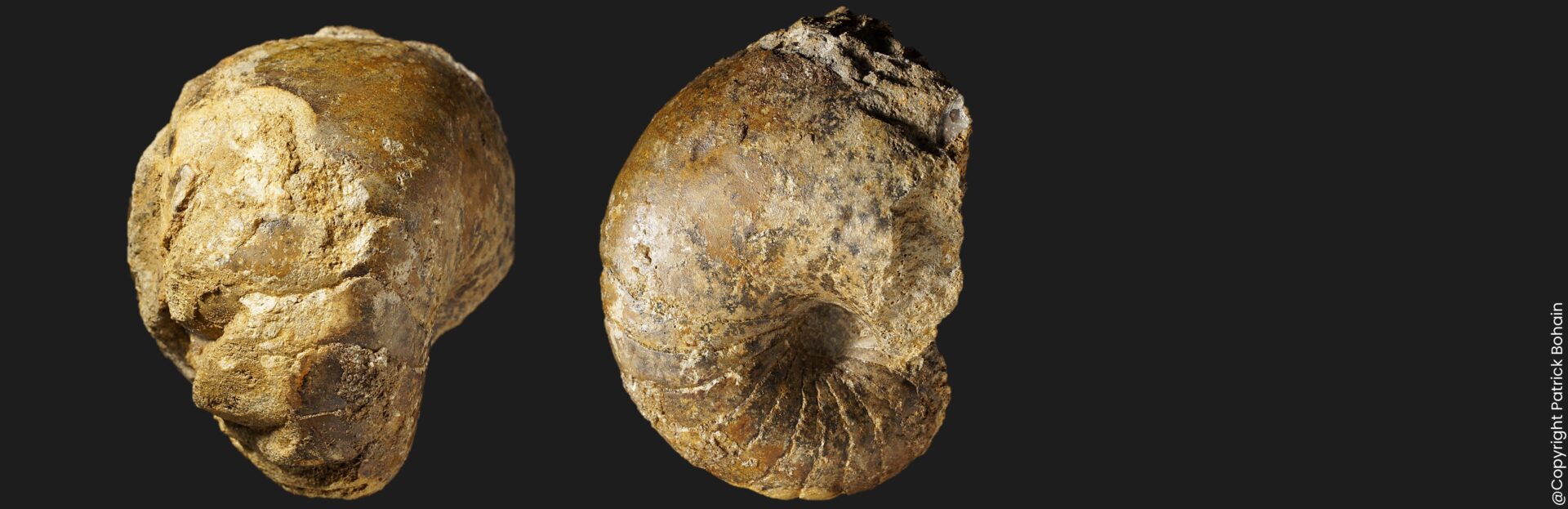 Sciauiceras pseudotruncatus nautile fossile de la zone à Ibex du Pliensbachien inférieur de la Vendée