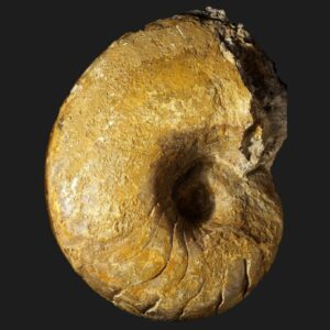Sciauiceras sciaui nautile fossile de la sous-zone à Brevispina du Pliensbachien inférieur de la Vendée