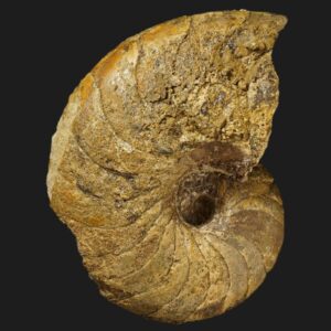 Sciauiceras willeyi nautile fossile de la sous-zone à Valdani du Pliensbachien inférieur de la Vendée